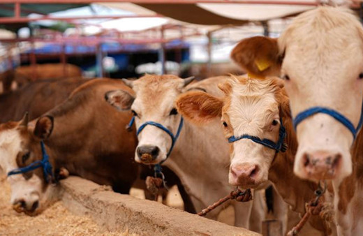 Kızılay kurban vekalet fiyatlarını belirledi