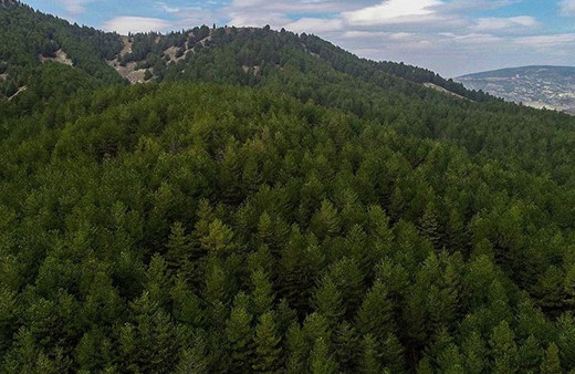 O kentte flaş karar! Ormanlık alana girişler 5 ay süreyle yasaklandı