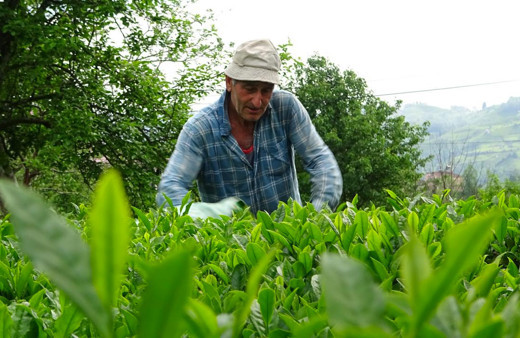 2025 yaş çay alım fiyatı ne kadar oldu açıklandı! İşte alım fiyatı