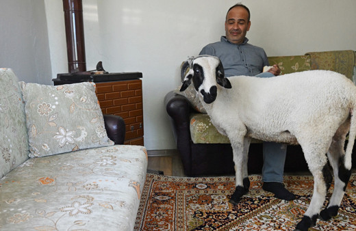 Düzce'de kurbanlık aldığı koçla arkadaş gibi oldu