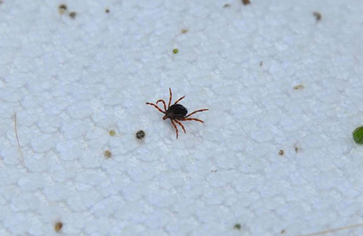 Havalar ısındı kabus geri döndü! İki çocuk annesi kadın hayatını kaybetti