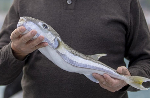 Balon balığı avcılığına yönelik destekleme tutarı artırıldı