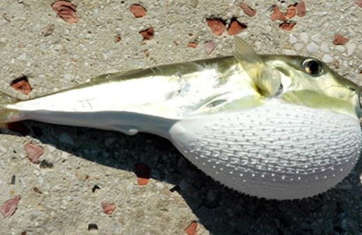 Balon balığı avcılığına yönelik destekleme tutarı artırıldı