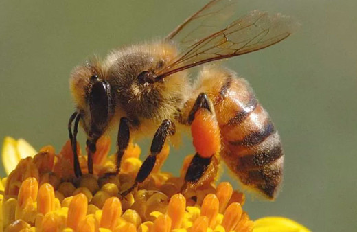 Arıların yarım kilo bal üretmek için gezdikleri çiçek sayısı inanılmaz