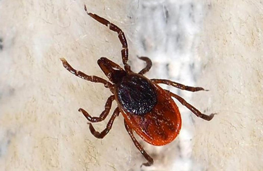 Tokat'ta vücuduna kene yapışan Metehan bebek öldü