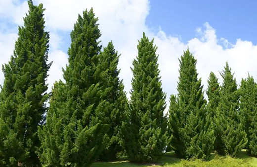 Marmaris'te mesire alanı için yüzlerce çam ağacı kesildi iddiasına ilişkin açıklama