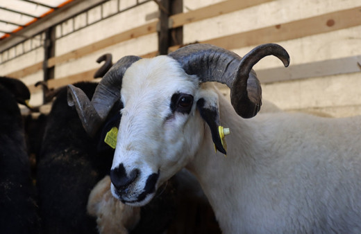 Migros kurbanlık fiyatı 2025 yılı büyükbaş ve koyun koç fiyatları! Kilo fazla çıkarsa...