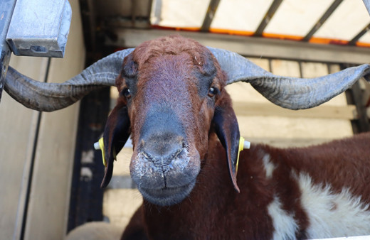 CarrefourSa kurbanlık fiyatı 2025 yılı büyükbaş ve koyun koç fiyatları