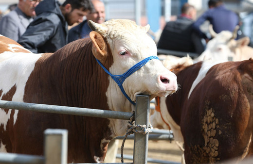 Kurbanlık fiyatları ne kadar? Büyükbaş, koç, koyun fiyatları pazar, Migros ve Carrefour