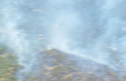 İzmir'de zeytinlik alanda çıkan yangın kontrol altına alındı