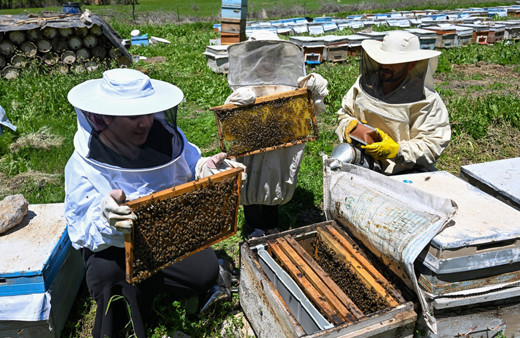 Şehri terkeden karı koca bambaşka bir hayat kurdu huzurla birlikte parayı da buldu