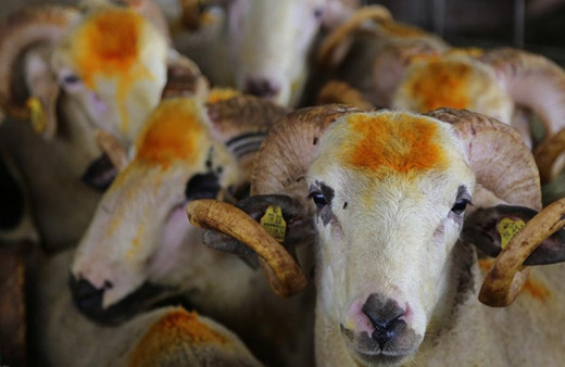 Kurbanlık alırken bu belgeyi mutlaka isteyin! Tüketici Hakları Derneği Başkanı uyardı