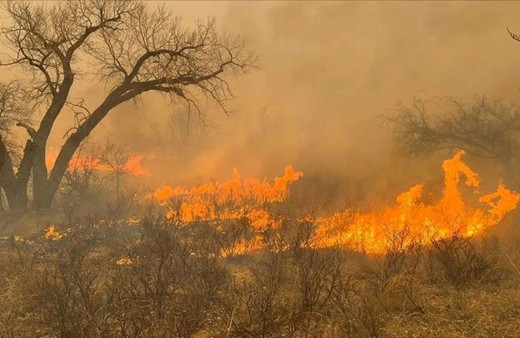 Fas'ın Tanca kentindeki orman yangınları 5 gündür söndürülemiyor