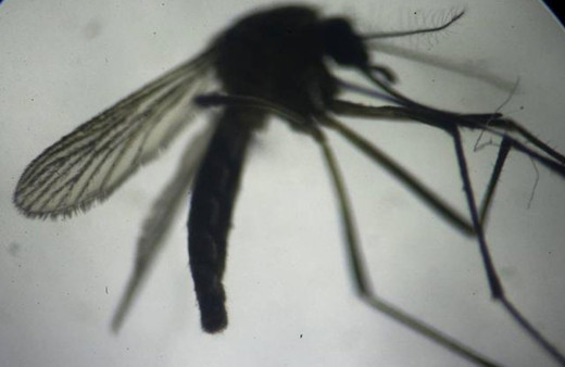 Yunanistan'da Batı Nil virüsüne karşı uyarı