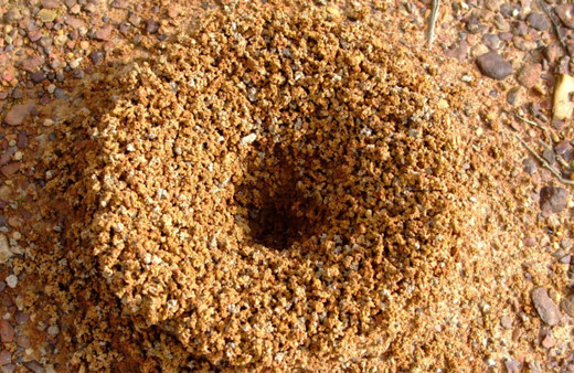 Avrupa'da karınca istilası! Süper kolonilerle tüneller kazıp elektriği kesiyorlar