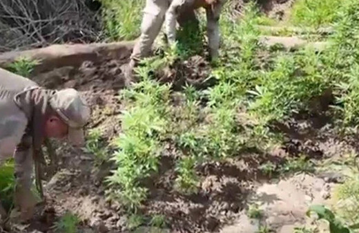 Diyarbakır'da 12 milyon 389 bin kök kenevir ve skunk ele geçirildi