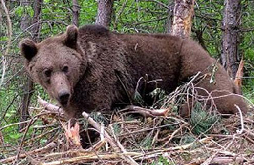 Ardahan'da genç Eray'a ayı saldırdı: Hayatını kaybetti