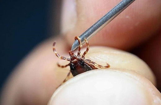 Vücuduna yapışan keneyi kendisi çıkardı! Acı haber geldi