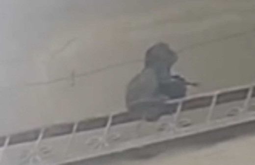 Tarsus’ta maymun paniği: Evlere girip yiyecek arıyor