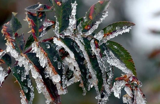 TBMM Zirai Don Olayını Araştırma Komisyonu toplandı