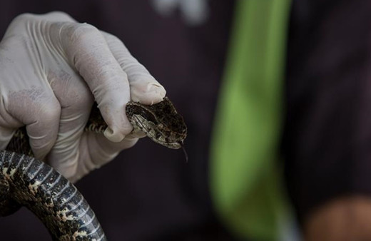 İstanbul'un üç ilçesinde yılan kabusu! Boyu 2,5 metreyi buluyor, uzmanlar uyardı
