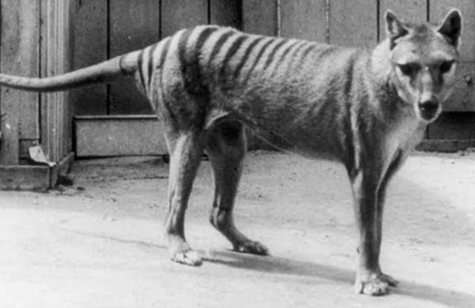 Bu canlılar artık yok: Nesli tükenen hayvanların son görüntüleri