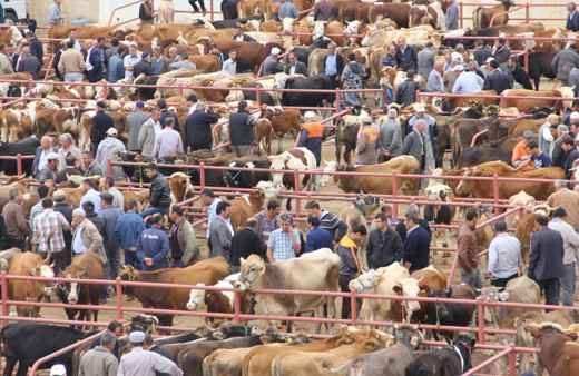 81 ilde tüm hayvan pazarları acil koduyla kapatıldı! Şap hastalığı nedir insana bulaşır mı?