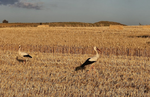 Çankırı'da buğday hasadı yapıldı! Tarlalar leyleklerin beslenme noktası oldu...