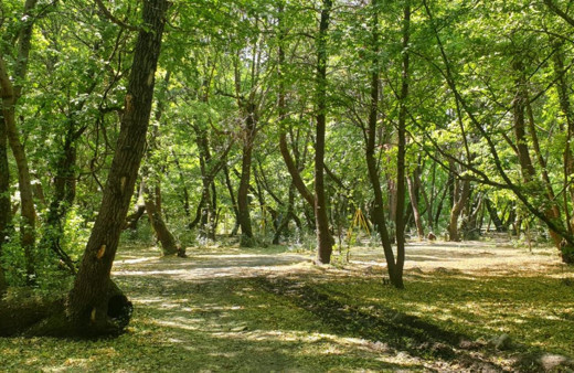 Bursa'da ormanlara giriş yasağı