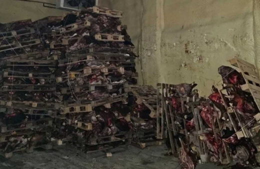 Bursa'da korkunç görüntü! Çürümüş hayvan kafaları...