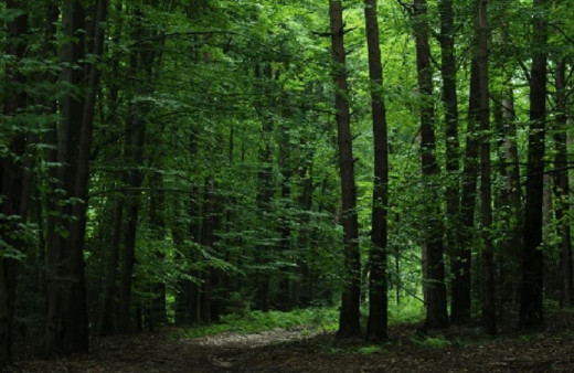 Türkiye'nin orman varlığı yarım asırda 3,2 milyon hektar büyüdü