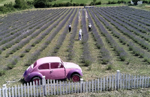 Sinop'ta üretici kadınlar ekti! Lavanta tarlaları turistleri byüledi...