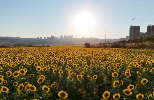 Kırklareli'nde görsel şölen! "Gündöndü" tarlaları doğa tutkunlarını mest etti...