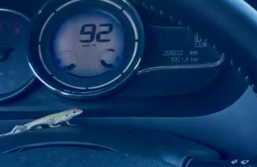 Seyir halindeyken direksiyonda kertenkeleyi gören kadın sürücü şoka girdi