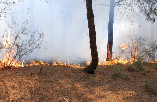 İstanbul'da orman yangını çıktı!