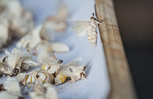 Dünyada sadece 7 tane var biri Bursa'da! Bu böcekler 1500 metre ip yapabiliyor