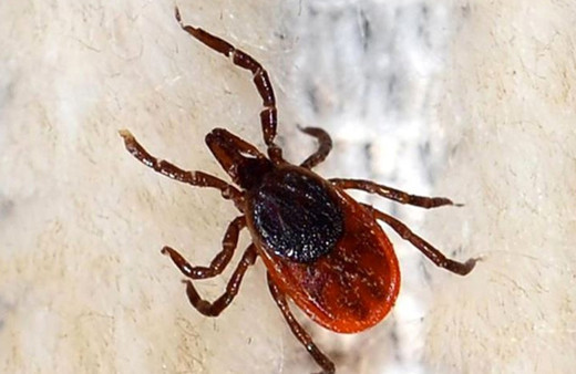 Mahalleyi kene kabusu sardı! Bugün üçüncü ölüm gerçekleşti