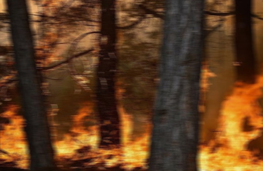 İstanbul'da orman yangını çıktı