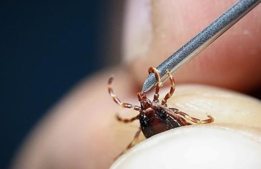 Vücutlarına yapışan keneyi çıkarınca hastanelik oldular! Kabus sürüyor