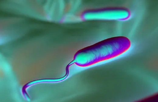 Avrupa'da görülmüştü! Vibrio bakterisi Türkiye'de de ortaya çıktı...