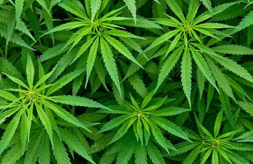 Artık doktorlar kenevir yazacak! Kimler kenevir alabilecek uyuşturucu değil...