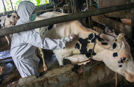 Karantinaya alınmıştı! Ardahan'da şap hastalığı önleme çalışmaları sürüyor