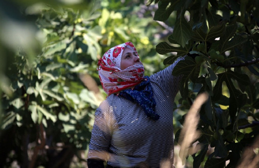 Tescilli ürün için hasat zamanı! Aşırı sıcağa rağmen çalışıyorlar...