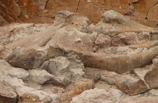 Çankırı'da öyle bir şey bulundu ki arkeologlar için servet değerinde 9 milyon yıllık