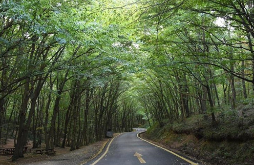 Bir ilde daha ormanlık alanlara girişler yasaklandı