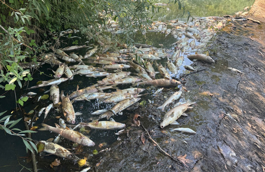 Bartın'da toplu balık ölümlerine ilişkin inceleme başlatıldı