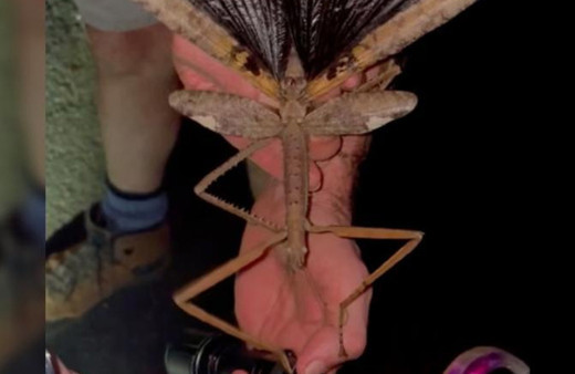 Avustralya'da 44 gram ağırlığında yeni bir değnek çekirgesi türü keşfedildi