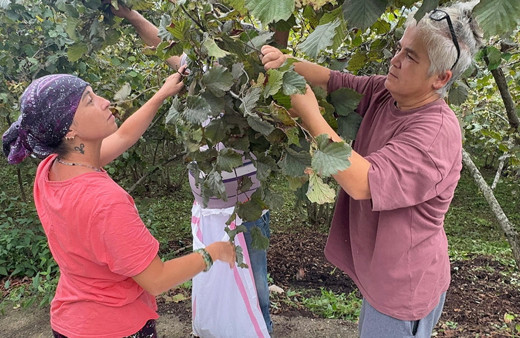 Trabzon ve Giresun'da fındık hasadına başlandı