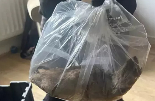 Evin içerisinde yakalanan fare tam 55 santimetre uzunluğunda...