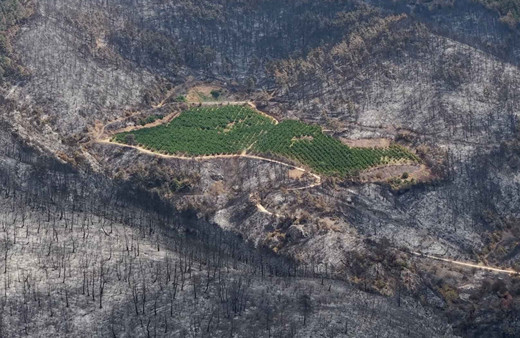 ALJ Türkiye'den çevreci proje 1.4 milyon fidan hedefi başlattı